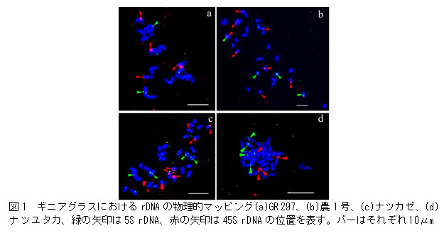 図1 ギニアグラスにおけるrDNAの物理的マッピング