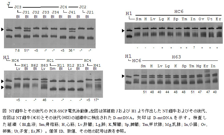 図 NT雌牛とその後代のPCR-SSCP電気泳動像。左図は体細胞JおよびH1より作出したNT雌牛およびその後代、右図はNT雌牛(HC6)とその後代(H63)の組織中に検出されたD-mtDNA。