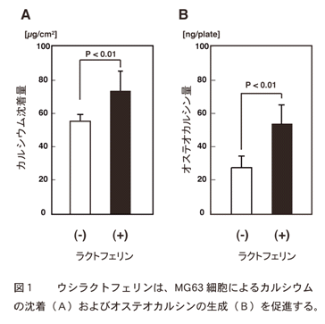 図1 ウシラクトフェリンは、MG63細胞によるカルシウムの沈着(A)およびオステオカルシンの生成(B)を促進する。