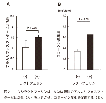 図2 ウシラクトフェリンは、MG63細胞のアルカリフォスファターゼ比活性(A)を上昇させ、コラーゲン産生を促進する(B)。