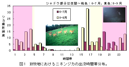 図1 放牧地におけるニホンジカの出没時間帯分布。