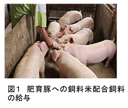 図1 肥育豚への飼料米配合飼料の給与