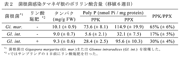 表2 菌根菌感染タマネギ根のポリリン酸含量(移植6週目)