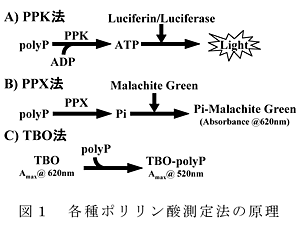 図1 各種ポリリン酸測定法の原理
