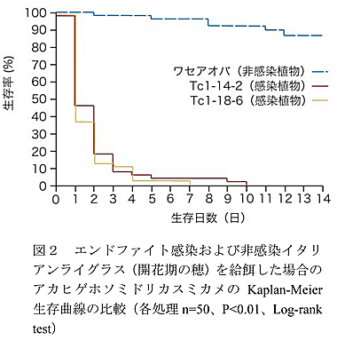 図2 エンドファイト感染および非感染イタリアンライグラス(開花期の穂)を給餌した場合のアカヒゲホソミドリカスミカメのKaplan-Meier生存曲線の比較(各処理n=50、P<0.01、Log-rank test)