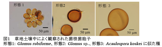 図1 草地土壌中によく観察された菌根菌胞子