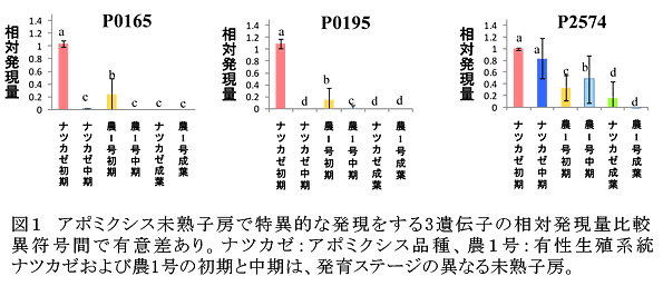 図1 アポミクシス未熟子房で特異的な発現をする3遺伝子の相対発現量比較 異符号間で有意差あり。ナツカゼ:アポミクシス品種、農1号:有性生殖系統ナツカゼおよび農1号の初期と中期は、発育ステージの異なる未熟子房。