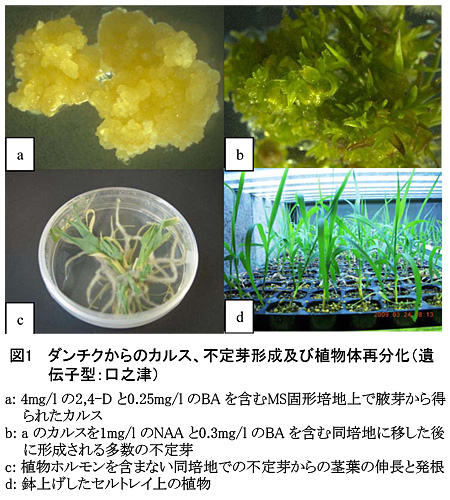 図1 ダンチクからのカルス、不定芽形成及び植物体再分化(遺伝子型:口之津)