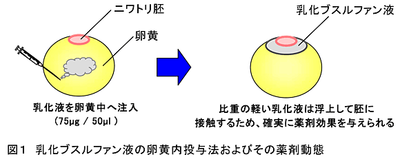 図1 乳化ブスルファン液の卵黄内投与法およびその薬剤動態
