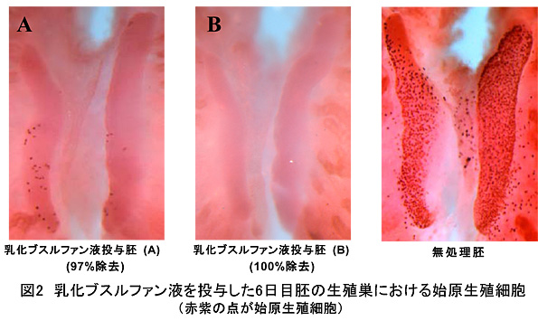図2 乳化ブスルファン液を投与した6日目胚の生殖巣における始原生殖細胞(赤紫の点が始原生殖細胞)