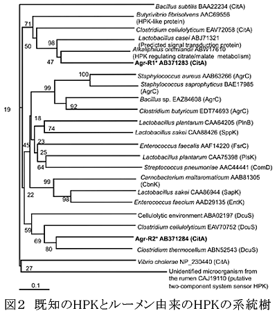 図2 既知のHPKとルーメン由来のHPKの系統樹