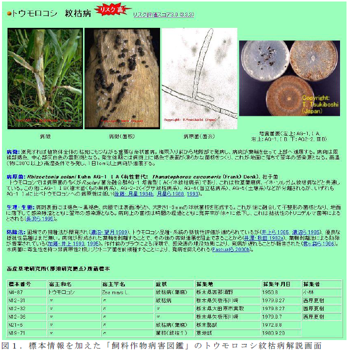 標本情報を加えた「飼料作物病害図鑑」のトウモロコシ紋枯病解説画面