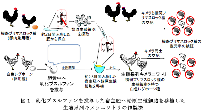 乳化ブスルファンを投与した宿主胚へ始原生殖細胞を移植した 生殖系列キメラニワトリの作製法