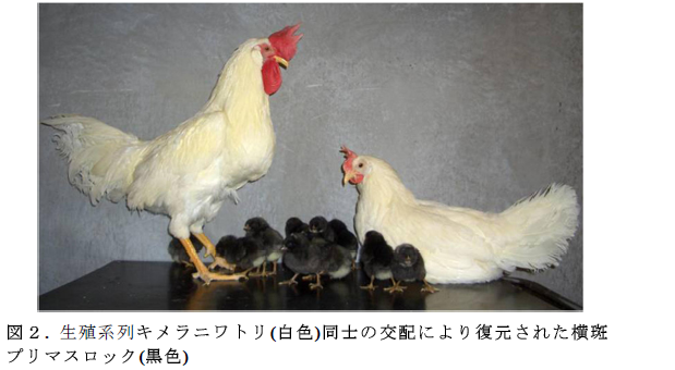 生殖系列キメラニワトリ(白色)同士の交配により復元された横斑 プリマスロック(黒色)