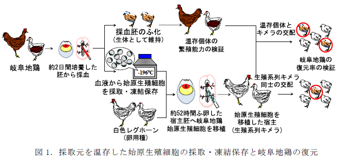 採取元を温存した始原生殖細胞の採取・凍結保存と岐阜地鶏の復元