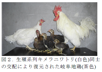 生殖系列キメラニワトリ(白色)同士 の交配により復元された岐阜地鶏(茶色)
