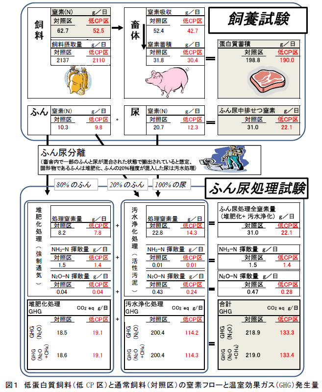 低蛋白質飼料(低CP 区)と通常飼料(対照区)の窒素フローと温室効果ガス(GHG)発生量