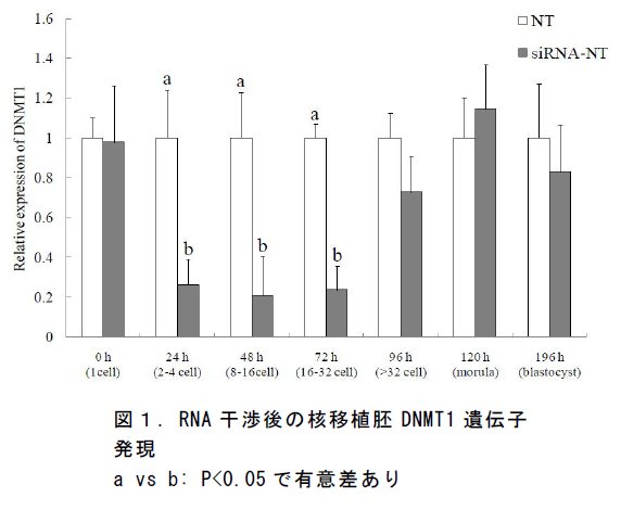 RNA 干渉後の核移植胚DNMT1 遺伝子 発現