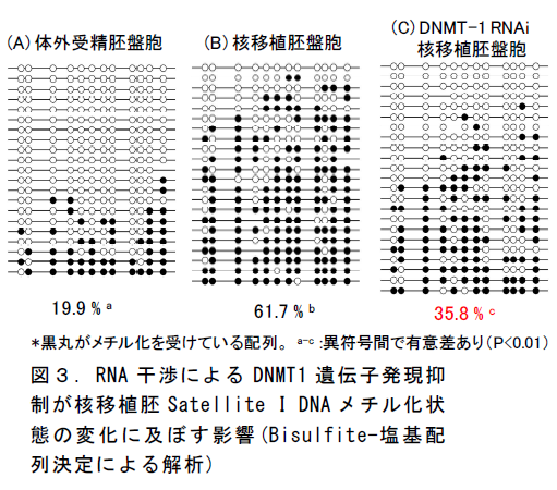 RNA 干渉によるDNMT1 遺伝子発現抑 制が核移植胚Satellite I DNA メチル化状 態の変化に及ぼす影響