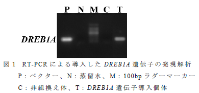 RT-PCR による導入したDREB1A 遺伝子の発現解析