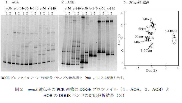 amoA 遺伝子のPCR 産物のDGGE プロファイル(1.AOA、2.AOB)と AOB のDGGE バンドの対応分析結果(3)