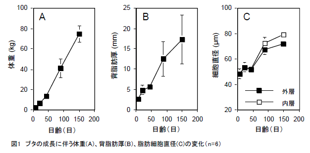 ブタの成長に伴う体重(A)、背脂肪厚(B)、脂肪細胞直径(C)の変化(n=6)