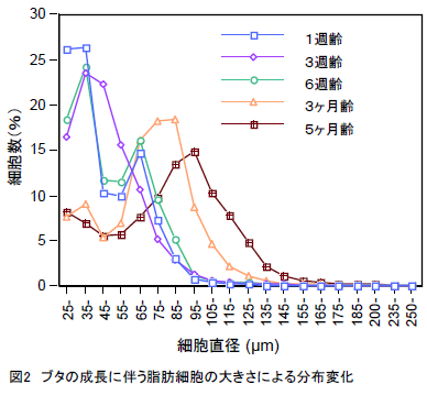 ブタの成長に伴う脂肪細胞の大きさによる分布変化