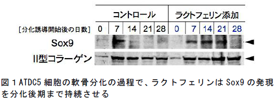 ATDC5 細胞の軟骨分化の過程で、ラクトフェリンはSox9 の発現 を分化後期まで持続させる