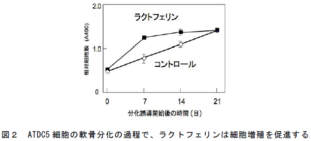 ATDC5 細胞の軟骨分化の過程で、ラクトフェリンは細胞増殖を促進する
