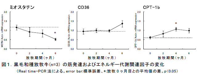 黒毛和種放牧牛(n=3) の筋発達およびエネルギー代謝関連因子の変化