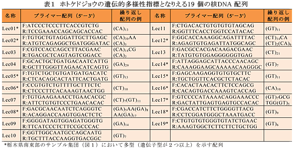 表1 ホトケドジョウの遺伝的多様性指標となりえる19個の核DNA配列
