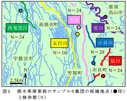 図1 栃木県南東部のサンプル6集団の採捕地点(●印)と検体数(N)
