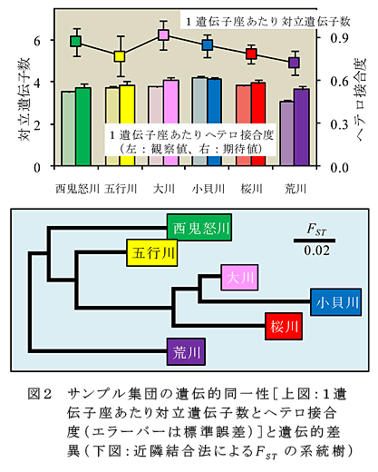 図2 サンプル集団の遺伝的同一性[上図:1遺伝子座あたり対立遺伝子数とヘテロ接合度(エラーバーは標準誤差)]と遺伝的差異(下図:近隣結合法によるFSTの系統樹)