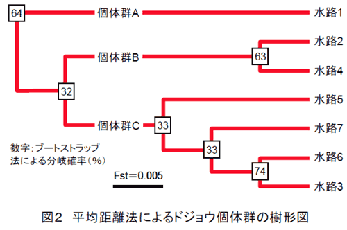 図2 平均距離法によるドジョウ個体群の樹形図