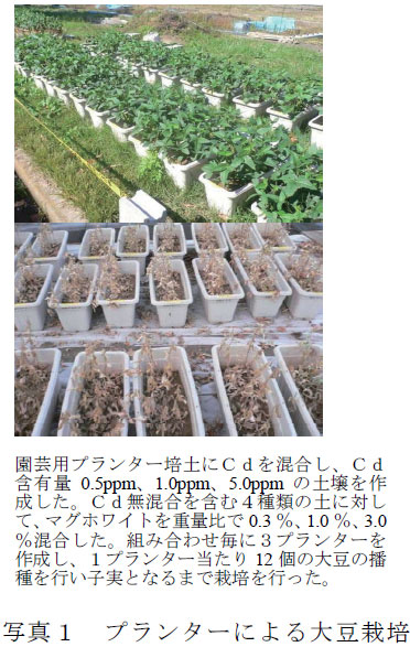 写真1 プランターによる大豆栽培