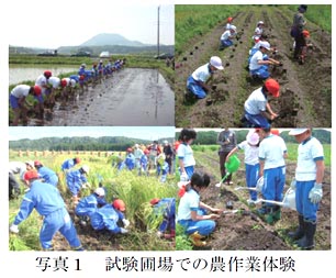 写真1 試験圃場での農作業体験