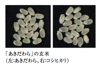 「あきだわら」の玄米(左:あきだわら、右:コシヒカリ)