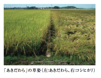 「あきだわら」の草姿