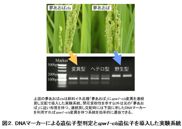連続戻し交配
