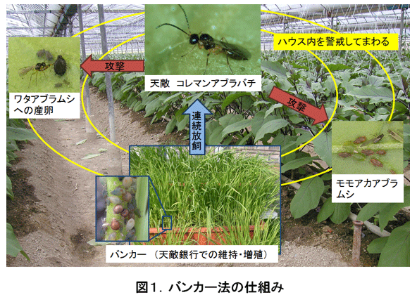 バンカー法による施設野菜のアブラムシ防除 農研機構