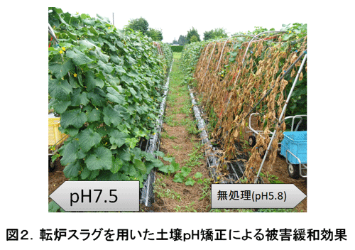 キュウリホモプシス根腐病の圃場診断に基づく総合防除体系 農研機構 キュウリホモプシス根腐病の圃場診断に基づく総合防除体系 農研機構