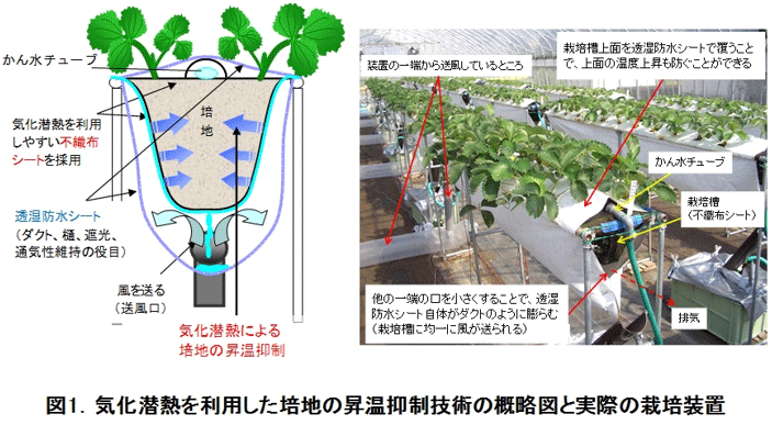 イチゴ高設栽培における低コスト培地昇温抑制技術 農研機構 イチゴ高設栽培における低コスト培地昇温抑制技術 農研機構