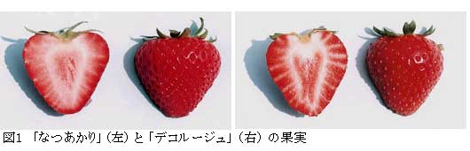 図1 「盛岡29号」(左)と「盛岡31号」(右)の果実