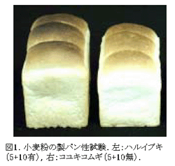 図1.小麦粉の製パン性試験.左:ハルイブキ(5+10有),右:コユキコムギ(5+10無).