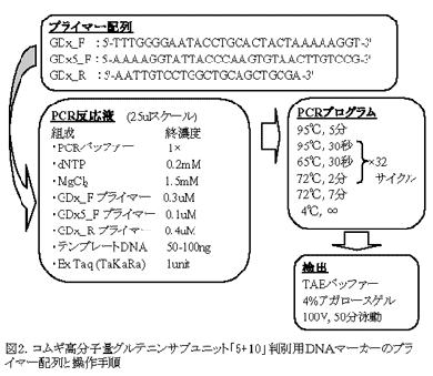 図2.コムギ高分子量グルテニンサブユニット「5+10」判別用DNAマーカーのプライマー配列と操作手順