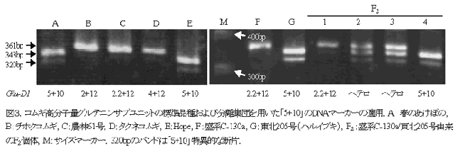 図3.コムギ高分子量グルテニンサブユニットの標準品種および分離集団を用いた