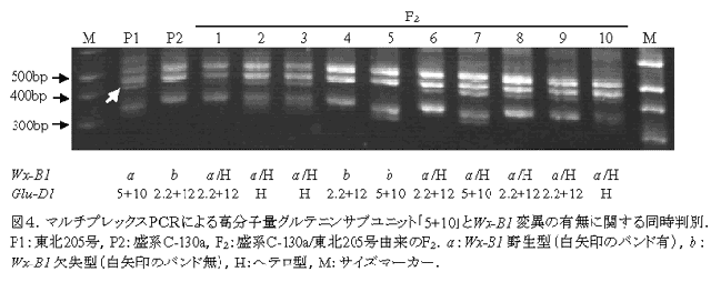 図4.マルチプレックスPCRによる高分子量グルテニンサブユニット「