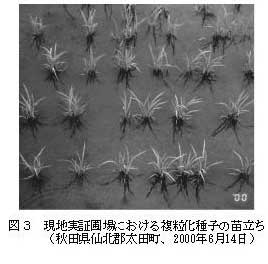 図3.現地実証圃場における複粒化種子の苗立ち