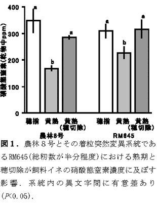 図1.農林8号とその着粒突然変異系統であるRM645(総籾数が半分程度)における熟期と穂切除が飼料イネの硝酸態窒素濃度に及ぼす影響.系統内の異文字間に有意差あり