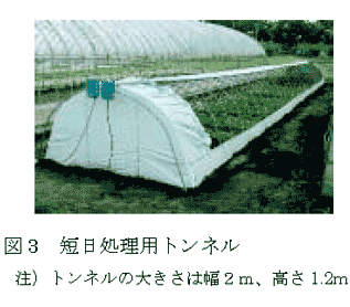 図3 短日処理用トンネル